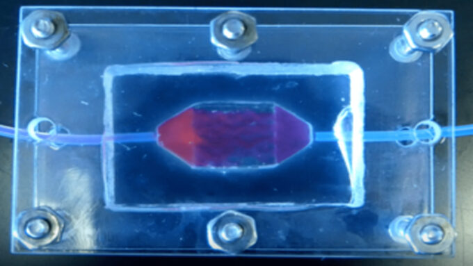 Test de perfusion sur un tissu humain créé en laboratoire Test de perfusion sur un tissu humain créé en laboratoire