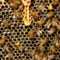 Une ruche d'abeilles. // Source : Pexels Une ruche d'abeilles. // Source : Pexels