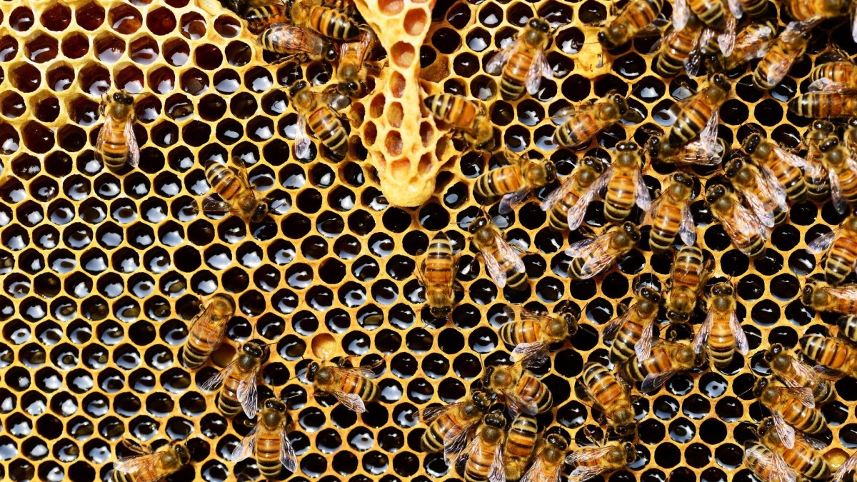Une ruche d'abeilles. // Source : Pexels Une ruche d'abeilles. // Source : Pexels