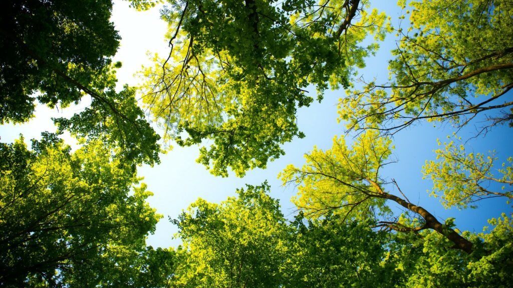 La couverture forestière a un impact sur les conditions météo d'une région. // Source : Pexels La couverture forestière a un impact sur les conditions météo d'une région. // Source : Pexels