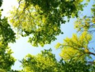 La couverture forestière a un impact sur les conditions météo d'une région. // Source : Pexels La couverture forestière a un impact sur les conditions météo d'une région. // Source : Pexels