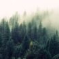 Une forêt. // Source : Pexels