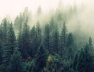 Une forêt. // Source : Pexels