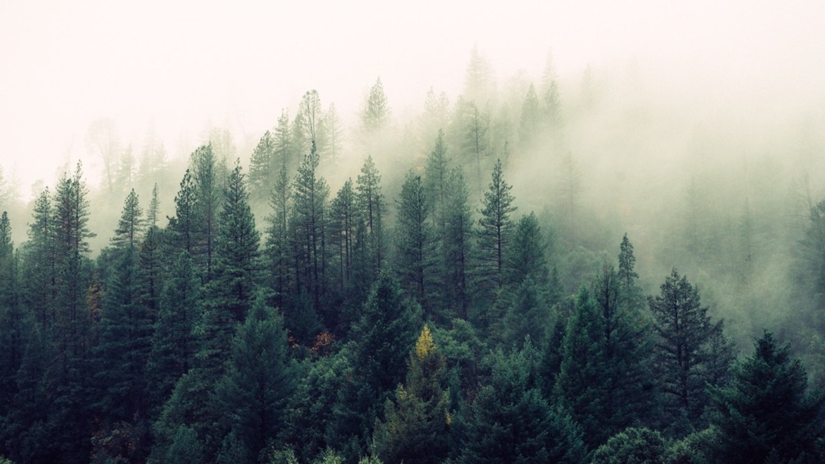 Une forêt. // Source : Pexels Une forêt. // Source : Pexels