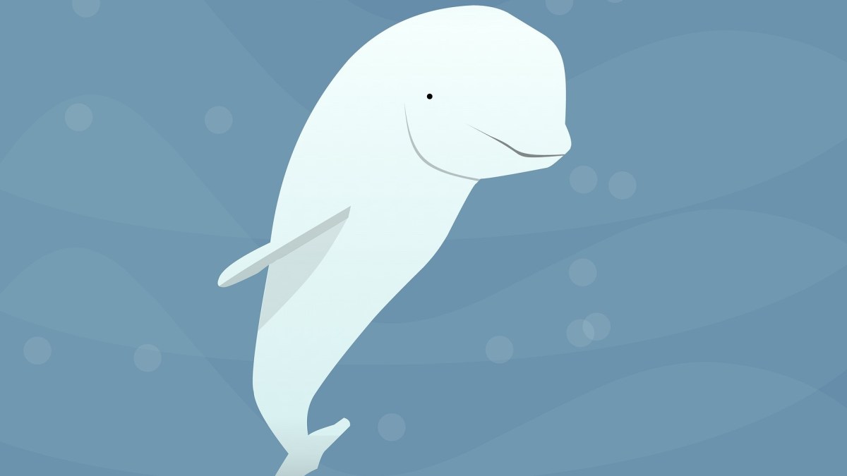 Un dessin de beluga. // Source : Pixabay Un dessin de beluga. // Source : Pixabay
