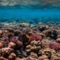 Panorama de la Grande Barrière de corail. // Source : Pexels Panorama de la Grande Barrière de corail. // Source : Pexels