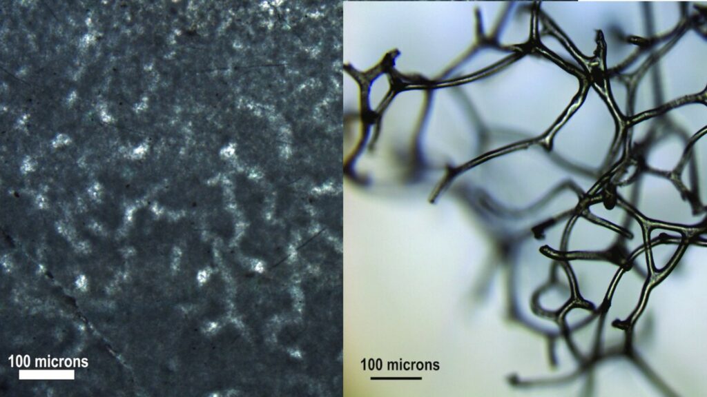 Images au microscope (à gauche) de la structure spongieuse fossilisée (à droite) datant d'il y a 890 millions d'années. // Source : Elisabeth Turner Images au microscope (à gauche) de la structure spongieuse fossilisée (à droite) datant d'il y a 890 millions d'années. // Source : Elisabeth Turner
