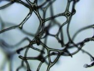 Fossile d'éponge datant d'il y a 890 millions d'années. // Source : Elisabeth Turner