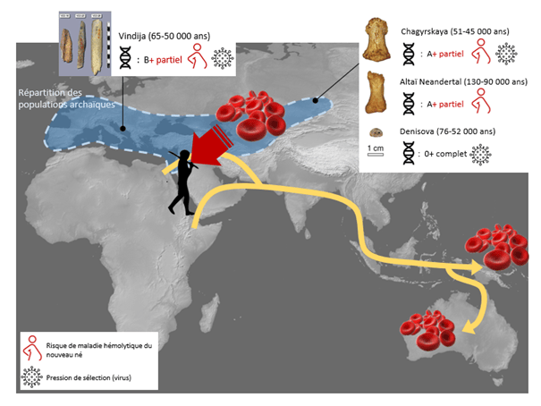 Carte montrant la répartition des individus étudiés, la datation de leurs ossements, et leur groupe sanguin. // Source : Stéphane Mazières (photos : Douka et al. / Mafessoni et al. / Prüfer et al. / Green et al.) Carte montrant la répartition des individus étudiés, la datation de leurs ossements, et leur groupe sanguin. // Source : Stéphane Mazières (photos : Douka et al. / Mafessoni et al. / Prüfer et al. / Green et al.)