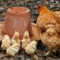 Une poule et ses poussins. // Source : Pixabay Une poule et ses poussins. // Source : Pixabay