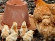 Une poule et ses poussins. // Source : Pixabay