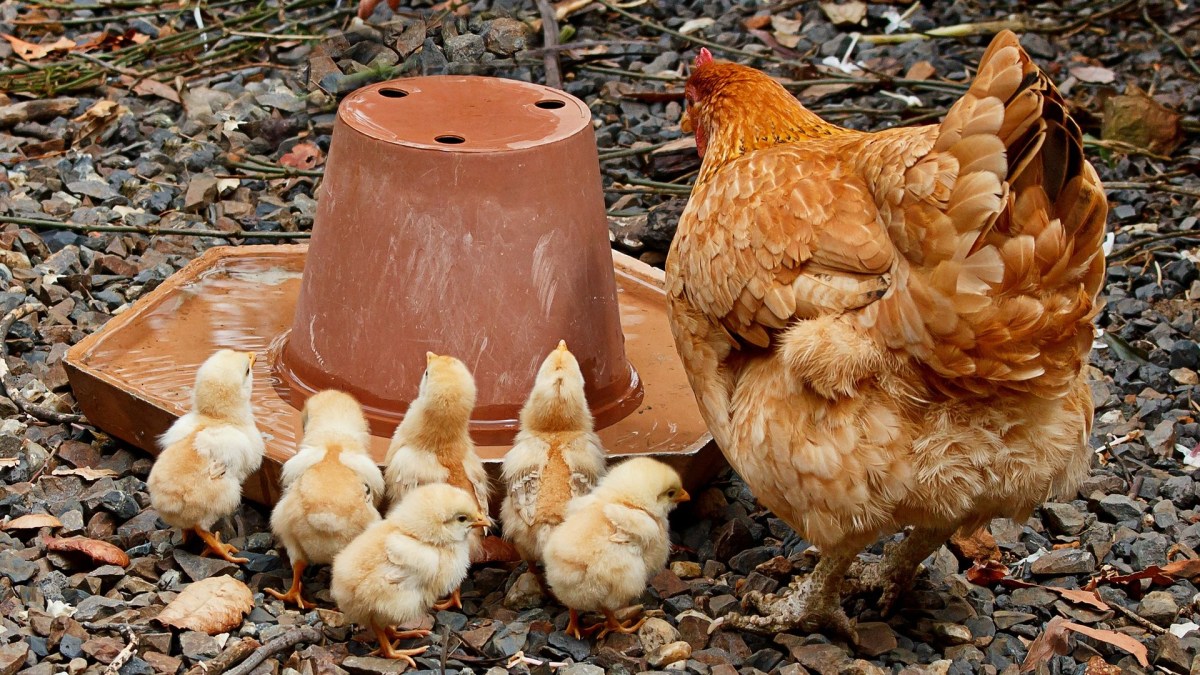 Une poule et ses poussins. // Source : Pixabay Une poule et ses poussins. // Source : Pixabay