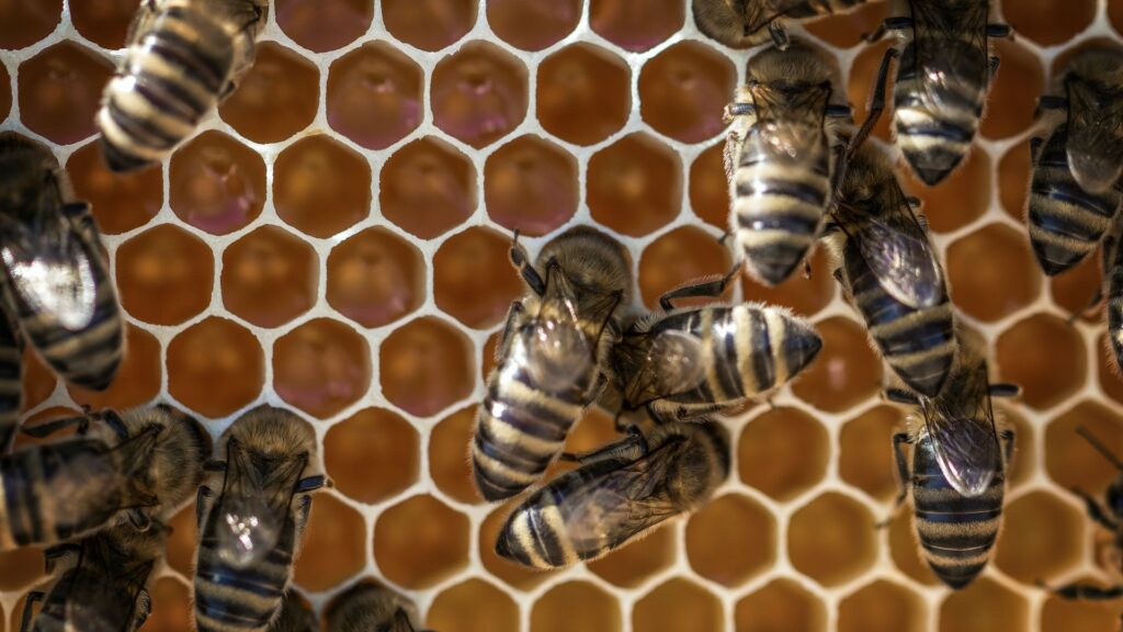 Les ruches sont construites sur la base de cellules hexagonales. // Source : Pexels Les ruches sont construites sur la base de cellules hexagonales. // Source : Pexels