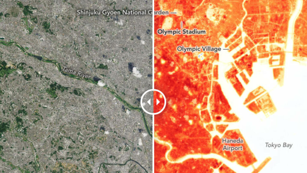 En août 2019, des températures au sol similaires avaient été enregistrées à Tokyo et montraient ce phénomène d'îlot de chaleur. // Source : Observatoire de la Terre de la Nasa En août 2019, des températures au sol similaires avaient été enregistrées à Tokyo et montraient ce phénomène d'îlot de chaleur. // Source : Observatoire de la Terre de la Nasa