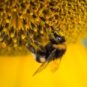 Une abeille. // Source : Pexels