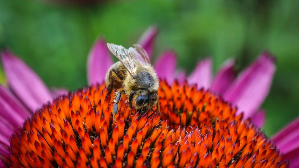 Les abeilles et les autres pollinisateurs jouent un rôle déterminant dans la bonne santé des écosystèmes. // Source : Pexels Les abeilles et les autres pollinisateurs jouent un rôle déterminant dans la bonne santé des écosystèmes. // Source : Pexels