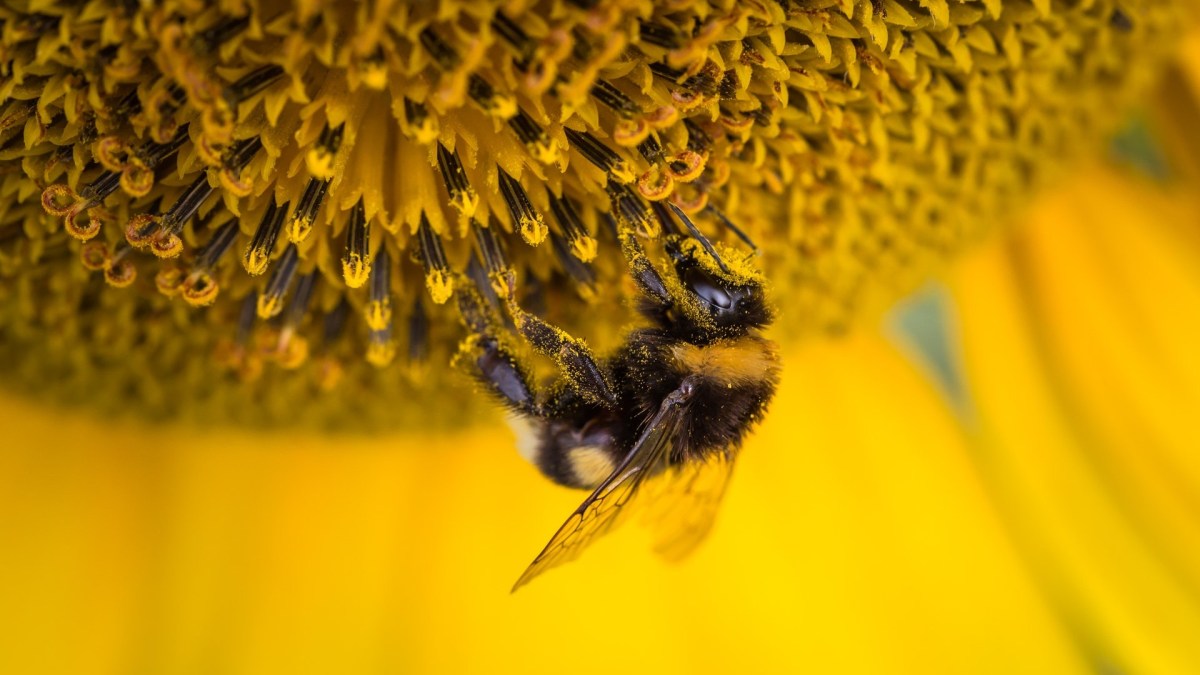 Une abeille. // Source : Pexels Une abeille. // Source : Pexels