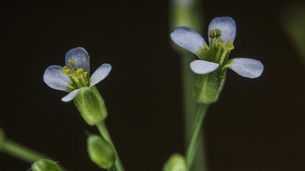 Arabidopsis thaliana plante fleur Arabidopsis thaliana plante fleur