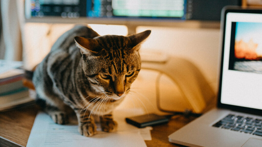 Chat sur une table Chat sur une table