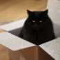 chat noir // Source : Robert Couse-Baker chat noir // Source : Robert Couse-Baker