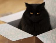 chat noir // Source : Robert Couse-Baker