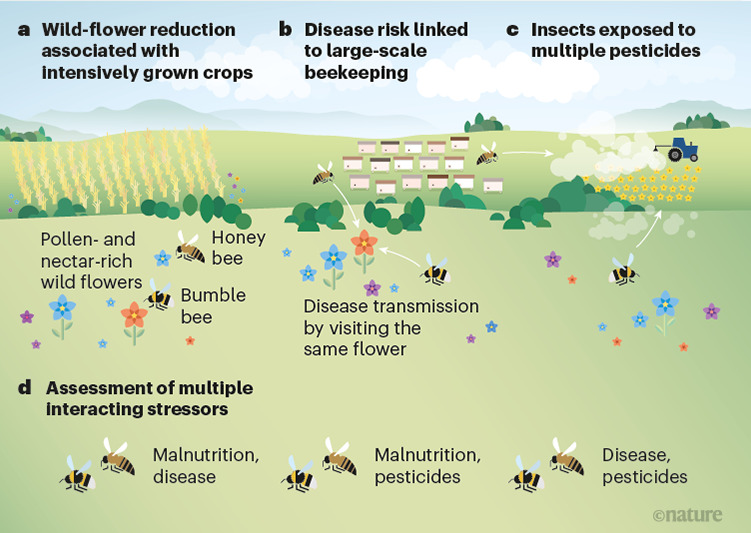 Les trois facteurs de stress sur les pollinisateurs, et notamment les abeilles. // Source : Infographie de Nature Les trois facteurs de stress sur les pollinisateurs, et notamment les abeilles. // Source : Infographie de Nature