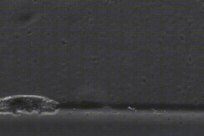 3 millimètres à pieds, ça use // Source : Lisset Duran / PNAS