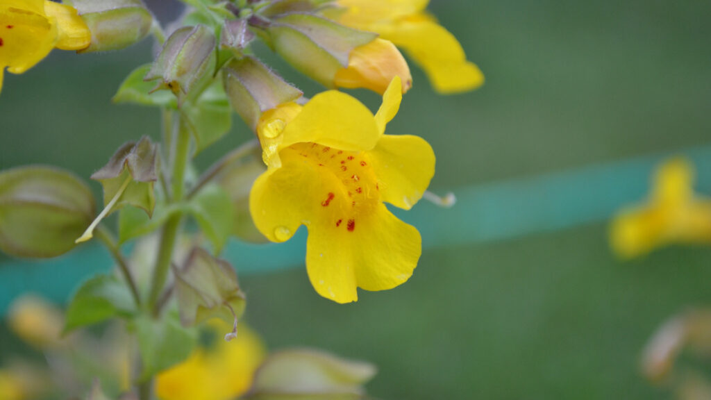 Fleur de Mimulus. // Source : Pixabay (photo recadrée) Fleur de Mimulus. // Source : Pixabay (photo recadrée)