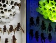 À gauche, la ruche sous lumière normale, à droite la ruche observée avec une lampe UV. // Source : de Marcillac et al., J. R. Soc. Interface, 2021