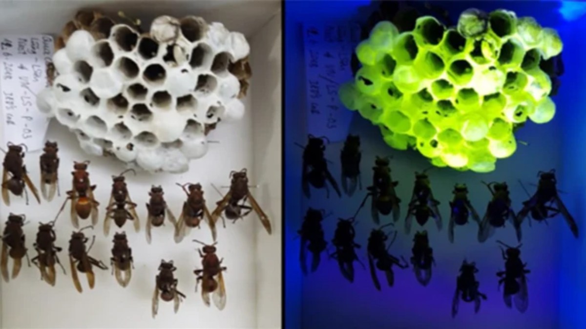 À gauche, la ruche sous lumière normale, à droite la ruche observée avec une lampe UV. // Source : de Marcillac et al., J. R. Soc. Interface, 2021 À gauche, la ruche sous lumière normale, à droite la ruche observée avec une lampe UV. // Source : de Marcillac et al., J. R. Soc. Interface, 2021