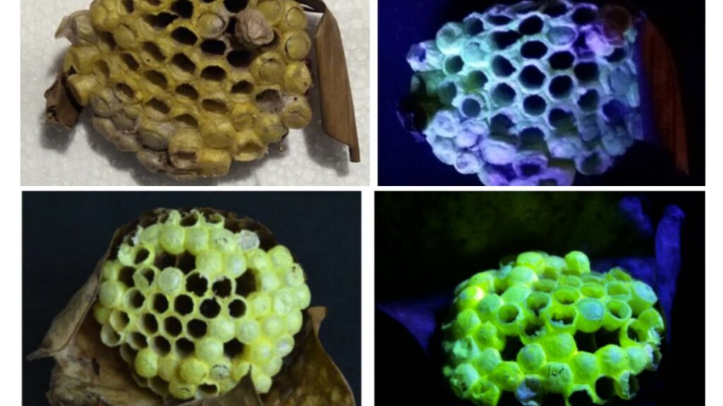 À gauche, la ruche sous lumière normale, à droite la ruche observée avec une lampe UV. // Source : de Marcillac et al., J. R. Soc. Interface, 2021 À gauche, la ruche sous lumière normale, à droite la ruche observée avec une lampe UV. // Source : de Marcillac et al., J. R. Soc. Interface, 2021