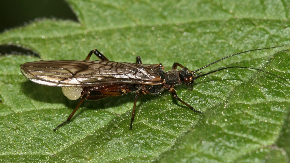 Source : Wikimédia, S. Rae Source : Wikimédia, S. Rae