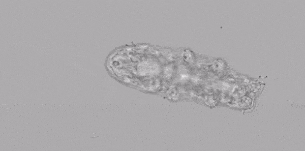 Un tardigrade en balade. // Source : Nirody et al. / PNAS