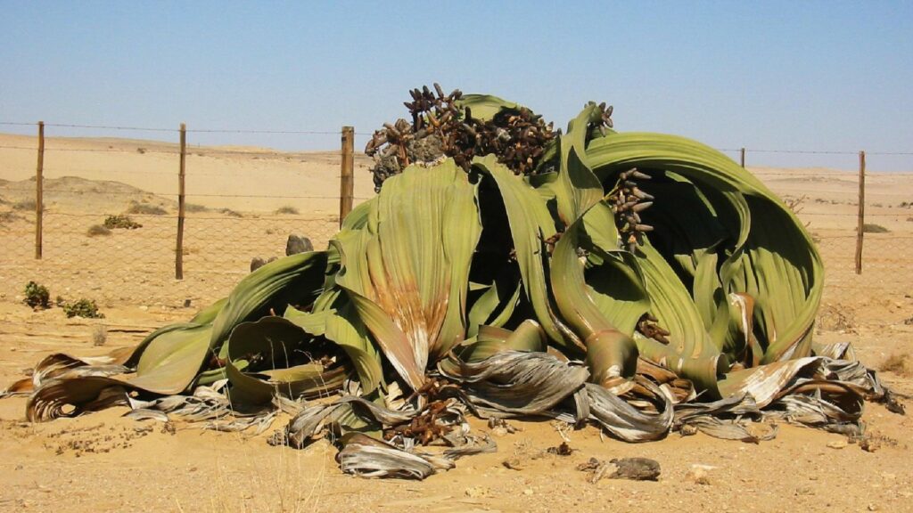 Une welwitschia, qui pousse naturellement que dans le désert du Namibe. // Source : Thomas Schoch Une welwitschia, qui pousse naturellement que dans le désert du Namibe. // Source : Thomas Schoch