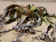 welwitschia // Source : Pixabay