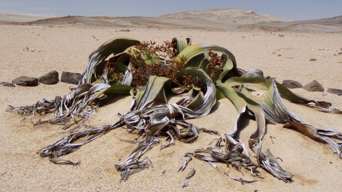 welwitschia // Source : Pixabay welwitschia // Source : Pixabay