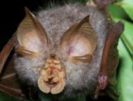Chauve-souris Rhinolophe. // Source : Daverbennett/Wikimédia