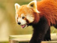 panda roux firefox