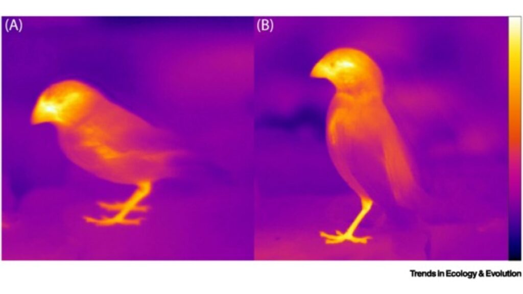 Comme vous le constatez sur cet image, les appendices comme le bec concentrent et répartissent davantage de chaleur. // Source : Trends in Ecology & Evolution.