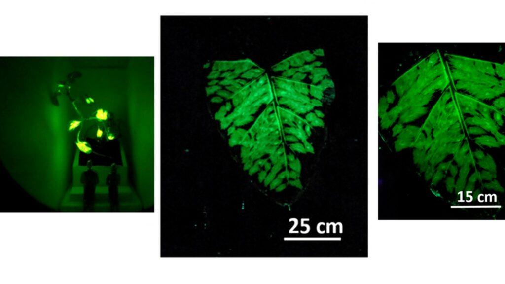 Les plantes sont « luminescentes », elles émettent de la lumière. // Source : MIT Les plantes sont « luminescentes », elles émettent de la lumière. // Source : MIT