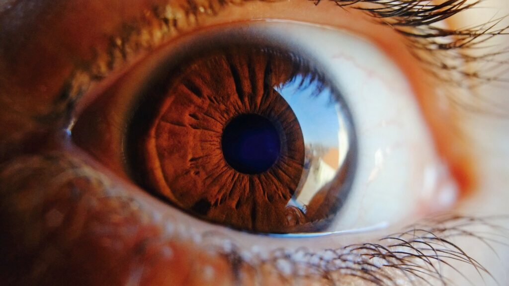 La taille de la pupille varie naturellement selon la luminosité. // Source : Pixabay La taille de la pupille varie naturellement selon la luminosité. // Source : Pixabay
