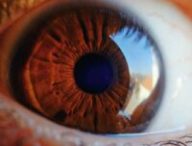 La taille de la pupille varie naturellement selon la luminosité. // Source : Pixabay La taille de la pupille varie naturellement selon la luminosité. // Source : Pixabay