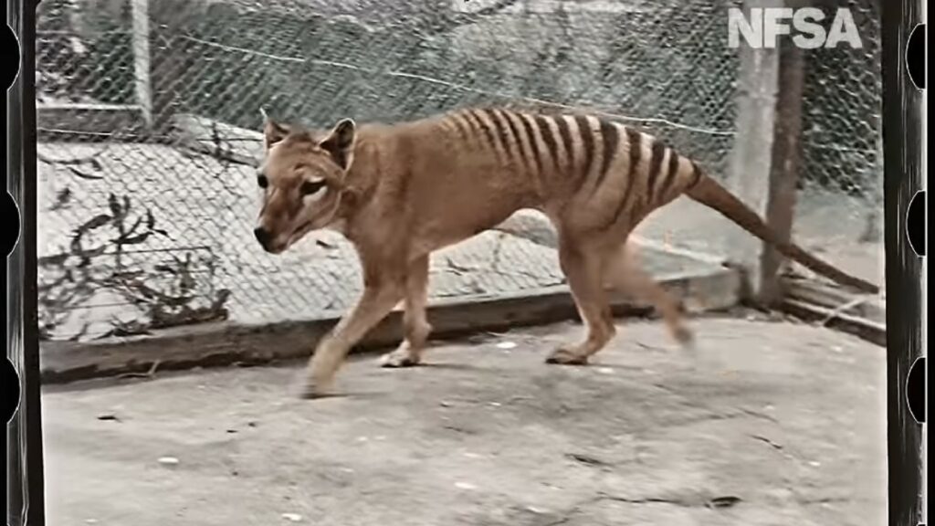 Image du « tigre de Tasmanie », espèces éteinte il y a un siècle, mais qui reste dans l'imaginaire collectif grâce à une dernière vidéo (dorénavant colorisée). // Source : NFSA Image du « tigre de Tasmanie », espèces éteinte il y a un siècle, mais qui reste dans l'imaginaire collectif grâce à une dernière vidéo (dorénavant colorisée). // Source : NFSA
