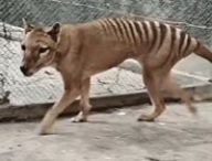 Image du « tigre de Tasmanie », espèces éteinte il y a un siècle, mais qui reste dans l'imaginaire collectif grâce à une dernière vidéo (dorénavant colorisée). // Source : NFSA