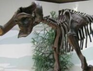 Squelette de mammouth laineux, Südostbayerisches Naturkunde- und Mammut-Museum de Siegsdorf, Allemagne. // Source : Lou.gruber / wikimédias Squelette de mammouth laineux, Südostbayerisches Naturkunde- und Mammut-Museum de Siegsdorf, Allemagne. // Source : Lou.gruber / wikimédias