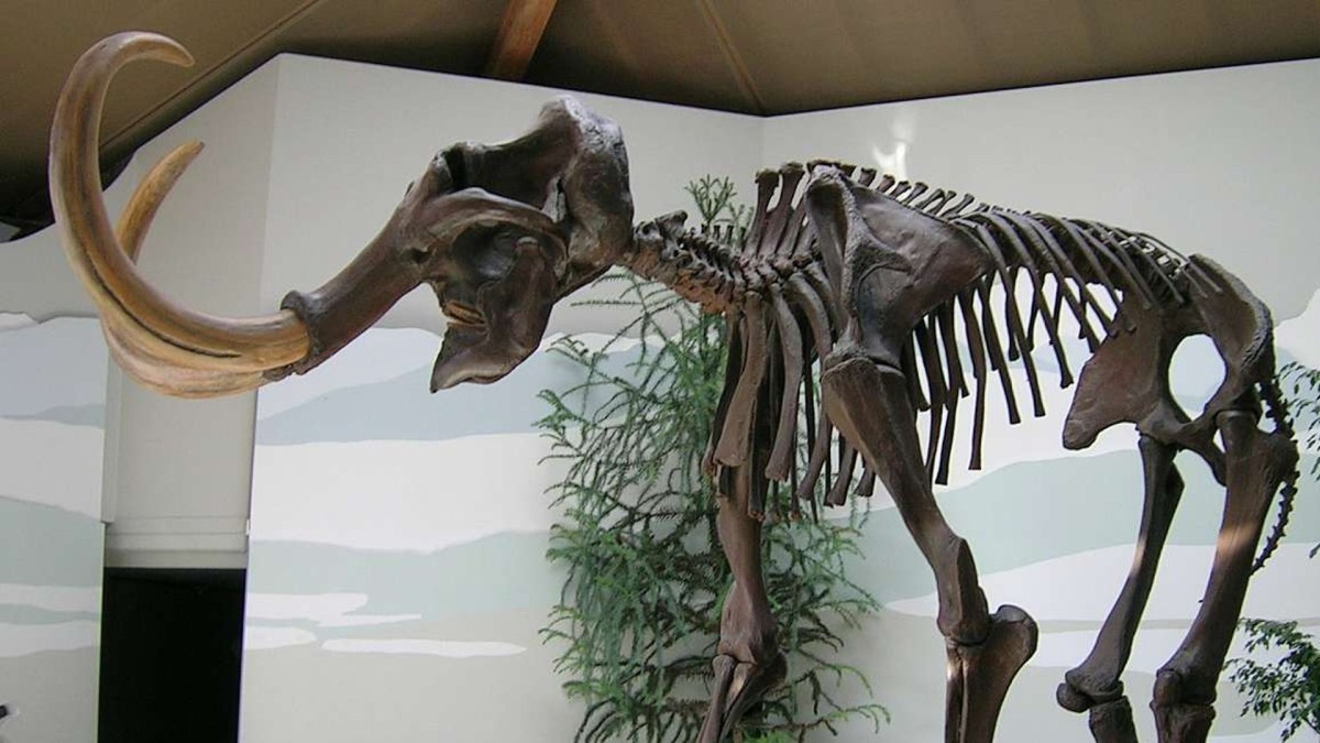 Squelette de mammouth laineux, Südostbayerisches Naturkunde- und Mammut-Museum de Siegsdorf, Allemagne. // Source : Lou.gruber / wikimédias Squelette de mammouth laineux, Südostbayerisches Naturkunde- und Mammut-Museum de Siegsdorf, Allemagne. // Source : Lou.gruber / wikimédias