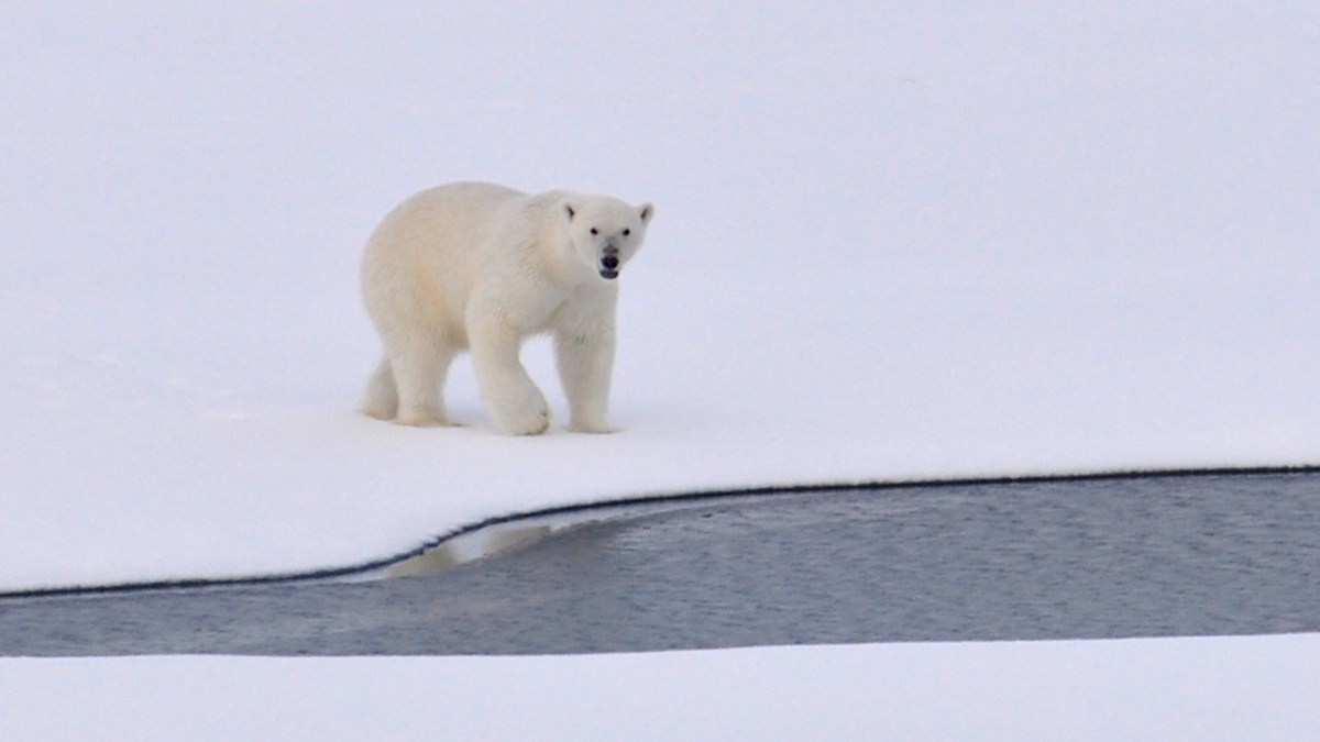 Ours polaire. // Source : Pexels Ours polaire. // Source : Pexels