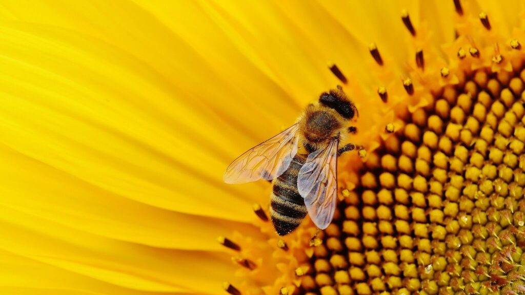 Une abeille. // Source : Pixabay Une abeille. // Source : Pixabay