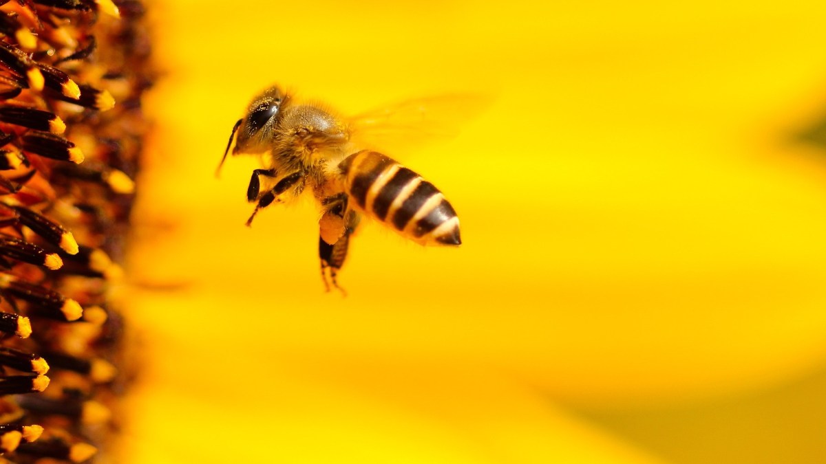 Une abeille. // Source : Pixabay Une abeille. // Source : Pixabay