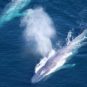Certaines baleines ont besoin de deux à trois plus de nourriture que ce que l'on pensait. // Source : NOAA Certaines baleines ont besoin de deux à trois plus de nourriture que ce que l'on pensait. // Source : NOAA